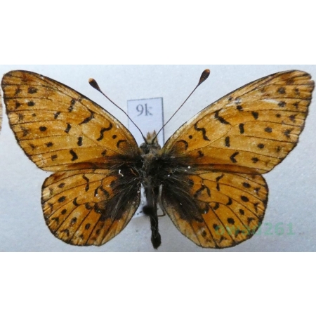 Boloria hegemone (Staudinger, 1881) Kazachstan9k